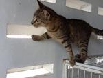 Belli 2 - Female - 7 months (Adopted by Hanim on 130912)