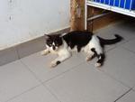 Dira 2 - Female - 1 years