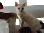 Putih - Female - 3 months plus