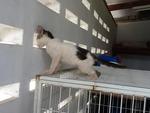 Tompok - Male - 3 months