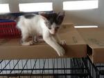 Tompok 2 - Male - 3 months