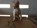 Tony - Male - 3 months (Adopted by Fes on 120912)