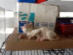 Tony 2 - Male - 3 months (Adopted by Fes on 120912)
