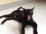 Zorro - Female - 1 year plus
