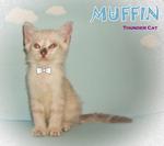 Muffin - Color Point Tabby - Bengal + Ragdoll Cat