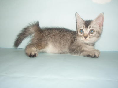 Duku - Scottish Shorthair - British Shorthair + Scottish Fold Cat