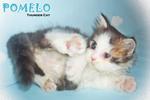 Pomelo (Semi-flat Face)-sold - Persian Cat