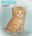 Pluto - Ragamuffin Cat