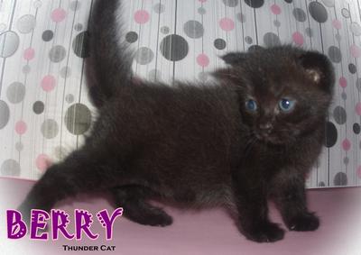 Berry - Scottish Fold Cat