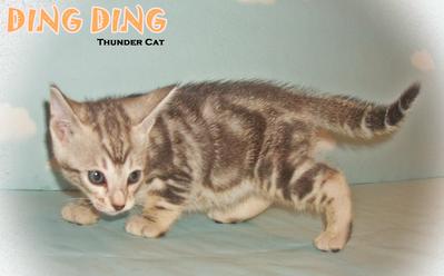 Ding Ding  - Bengal Cat