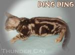 Ding Ding  - Bengal Cat