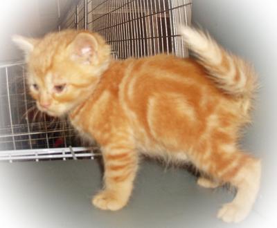 Donut (Red Tabby)-sold - British Shorthair Cat