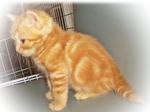 Donut (Red Tabby)-sold - British Shorthair Cat