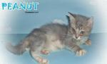 Peanut  - British Shorthair Cat