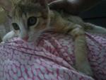 Stephie - Domestic Short Hair Cat