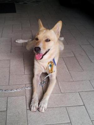 Found In Bangsar Kl - Mixed Breed Dog