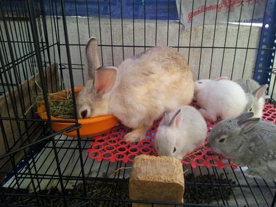 Arnab Daging - Flemish Giant Rabbit