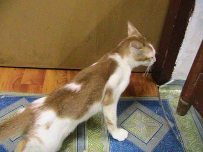 Yang - Domestic Short Hair + Domestic Long Hair Cat