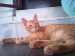 PF33651 - Domestic Medium Hair Cat