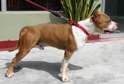 Kayden - American Staffordshire Terrier Dog