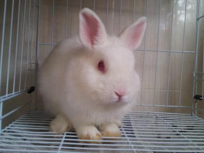 Netherland Dwarf Nd - Netherland Dwarf Rabbit