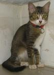Maly - Domestic Short Hair Cat