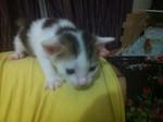 Dumpling exploring