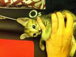 Glitch having a play