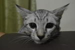 Chiko - Domestic Short Hair Cat