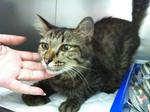 June, The Rescued, Bushy-tailed Cat - Domestic Long Hair + Domestic Medium Hair Cat