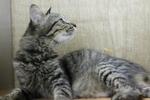 June, The Rescued, Bushy-tailed Cat - Domestic Long Hair + Domestic Medium Hair Cat