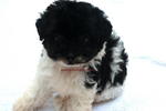 1taiwan Black &amp; White Poodle - Poodle Dog