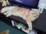 Mia - Persian + Domestic Long Hair Cat