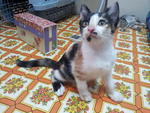 Callie - Calico Cat