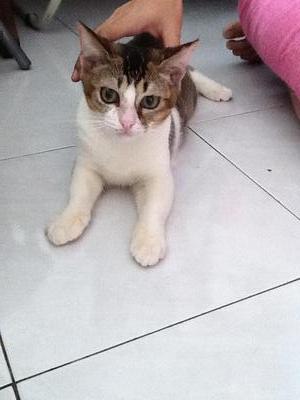 Toby - Persian + Domestic Medium Hair Cat