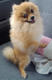 Pixie Lee Missing - Pomeranian Dog