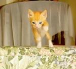 I am kitty! Hear me MEOW!