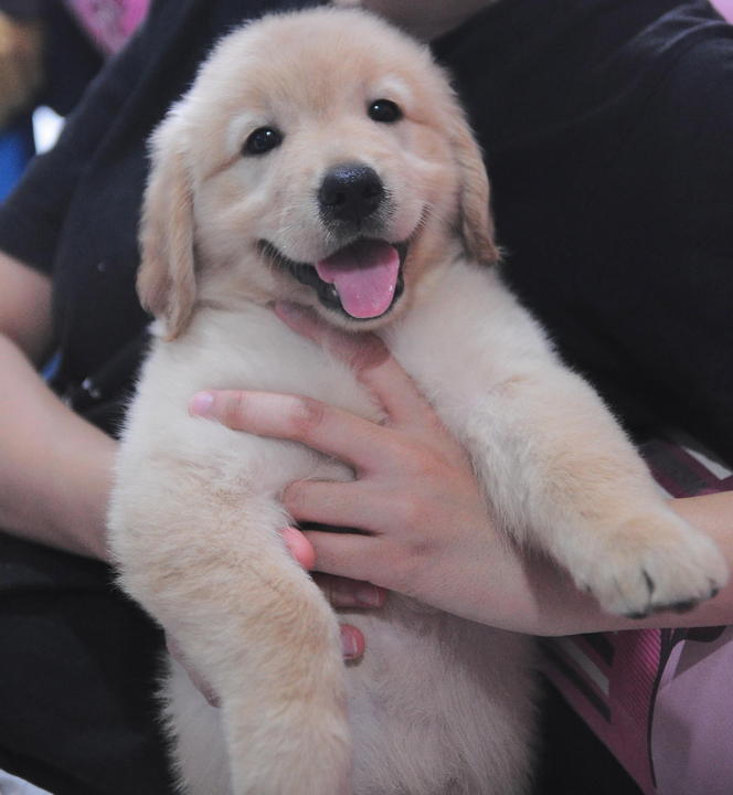 how much for a purebred golden retriever golden retriever petfinder breeds picture how much for a purebred golden retriever golden retriever petfinder breeds picture