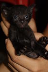She is still available... Who can give me a home? I'm pure black cat like Sabrina's cat...