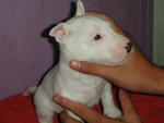 Mini Bull Puppies - Bull Terrier Dog