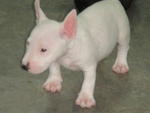 Mini Bull Puppies - Bull Terrier Dog