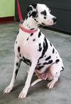 Domino - Dalmatian Dog