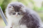 Aiko Fujiwara - Persian Cat