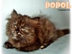 Dodol - Persian Cat