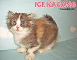 Ice Kacang - Persian Cat