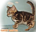 Ghost Buster - Bengal Cat