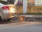 Waiting Girl - Mixed Breed Dog