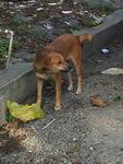 Waiting Girl - Mixed Breed Dog
