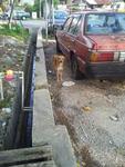 Waiting Girl - Mixed Breed Dog