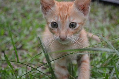 Cren - American Shorthair Cat